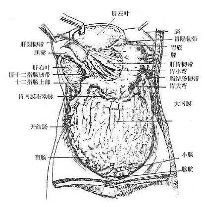 肠系膜(胃系膜)从胃与肠之间向前膨出,在肠的前方下垂形成皱襞,称为大