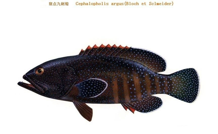 斑点九刺鮨,cephalopholis argus,鮨科九棘鲈属.