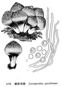 梨形马勃 lycoperdon pyriforme&nbsp