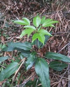 别名:枫荷梨)是五加科树参属植物,主要分布于中国浙江东南部,安徽