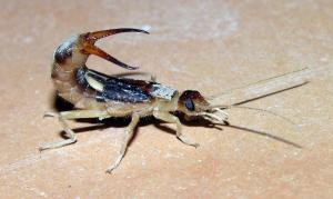 蠼螋 - 搜狗百科