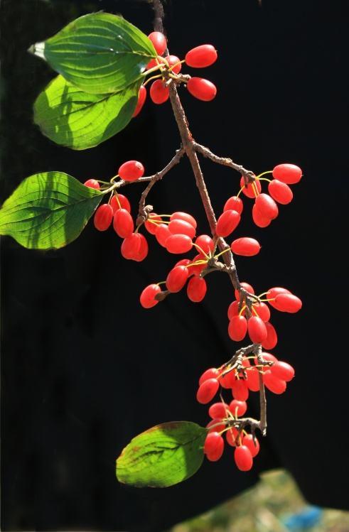 茱萸(常绿带香植物)