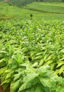 烤烟(6)烤烟(flue curedtobacco,亦称火管烤烟,是卷烟工业的主要原料