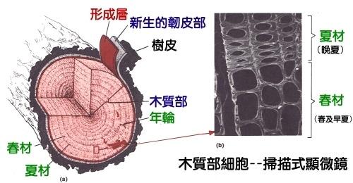 木质