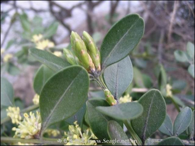 雀舌黄杨灌木,高3-4m.