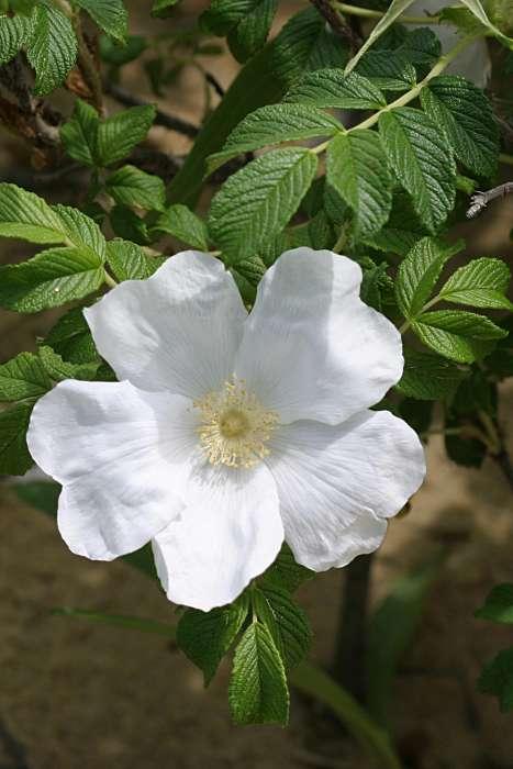 白花单瓣玫瑰(rosa rugosa f. alba)