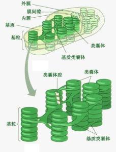 编辑1化学5蓝藻中的类囊体光合电子传递链水的光解4功能3植物结构基质