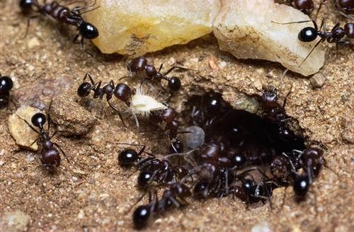 蚂蚁种类
