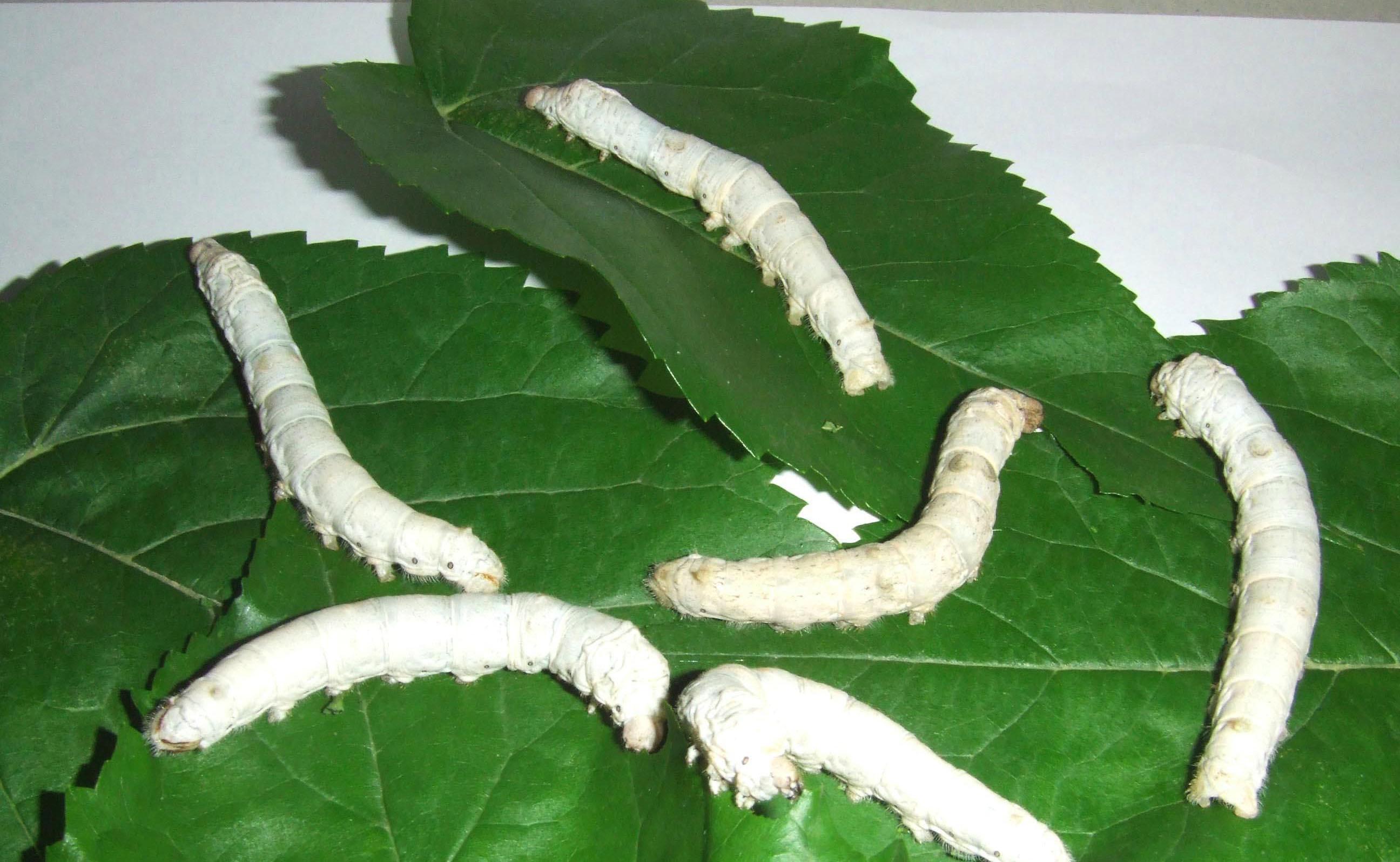 蚕宝宝的一生卡通