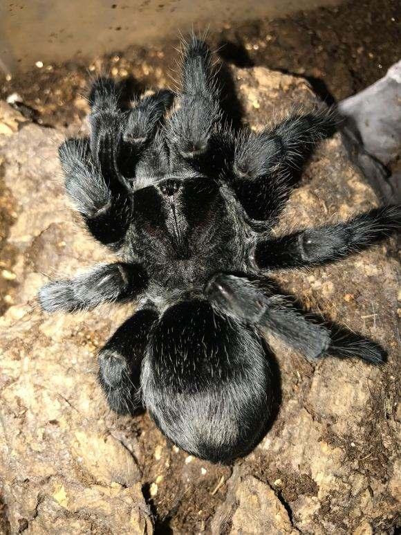 巴西黑蜘蛛