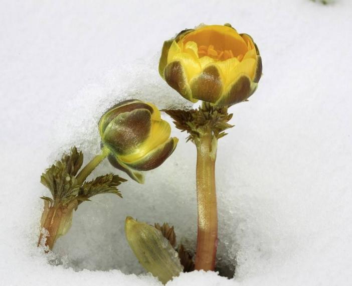 雪莲花