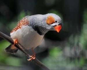 珍珠鸟教学设计