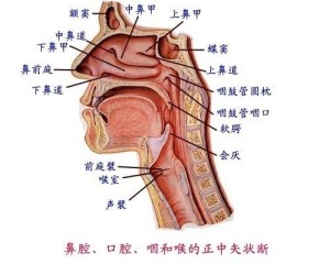 咽喉痒