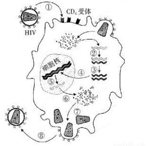 细胞类型艾滋病病毒攻击对象特征辅助t(th)细胞主要表达于cd4词目词条