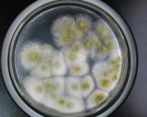 得了霉菌用药了之后有血丝