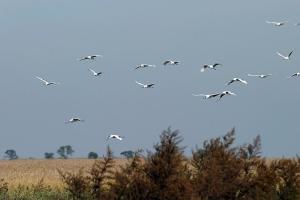 山东南四湖省级自然保护区