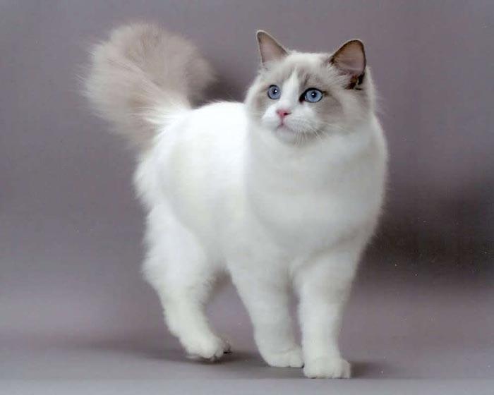 布偶猫(英文名:ragdoll,又称"布拉多尔猫,是现存