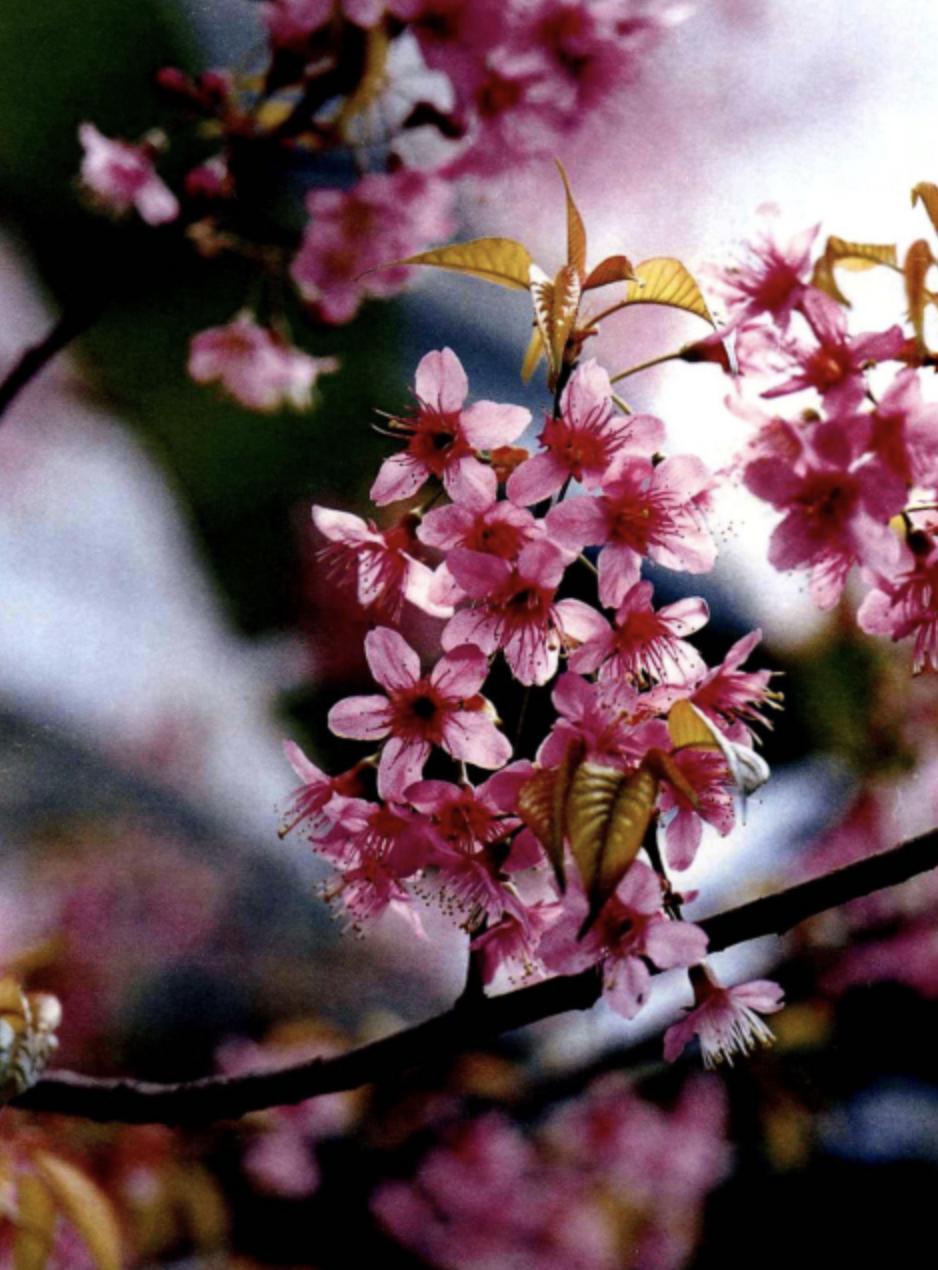 冬樱花