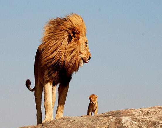 有着一定社会等级结构,所以一般将为首的那只雄狮称为"狮王"