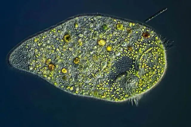 原生生物(生物学名词)原生生物, 包含于最简单的真核生物。全部生活在水