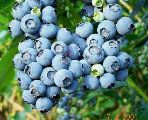 a dark blue berry that grows on bushes in n america and can be