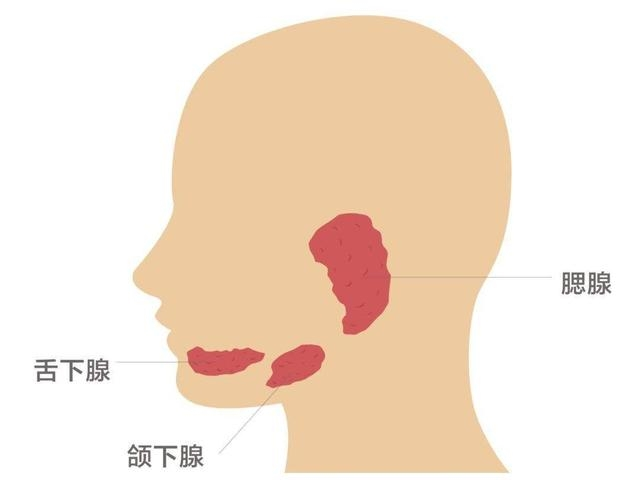 颌下腺(3)颌下腺属于唾液腺的一种,主要的功能就是分泌唾液(一般称为