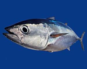 流风 13级 2011-01-12回答 英文名: bigeye tuna 俗名: 大眼金枪鱼