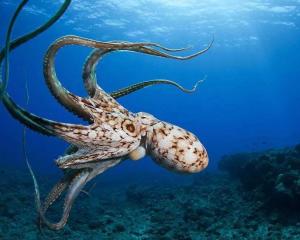 章鱼(学名:octopodidae),八腕目章鱼科动物.