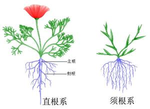 须根,fibrous root 是单子叶植物普通的根系形态.