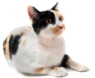 在日本因为雄性三色猫的稀少的缘故,而被视为一种幸运的象徵.