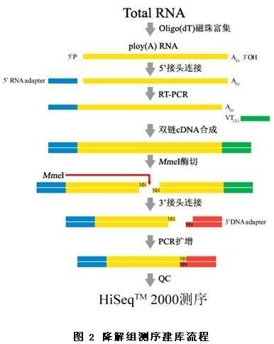 polya尾巴 搜狗百科