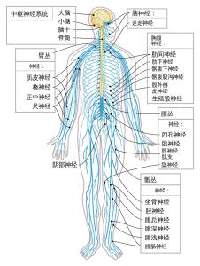 网状神经系统