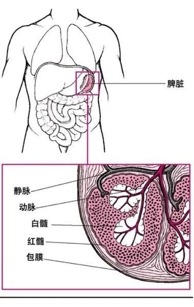 脾(器官)