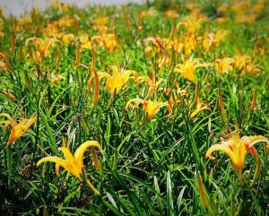 金针花(3)金针花(拉丁学名:hemerocallis citrina baroni,别名:黄花菜