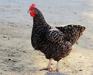 芦花鸡 - 搜狗百科