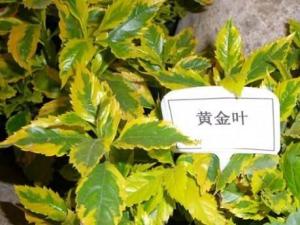 黄金叶