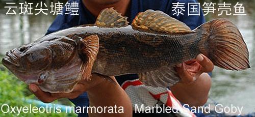全部版本 最新版本  斑尖塘鳢又叫笋壳鱼,泰国笋壳鱼,泰国鳢鱼.