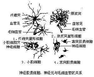 小胶质细胞和室管膜细胞,周围神经系的神经节卫星细胞和雪旺细胞