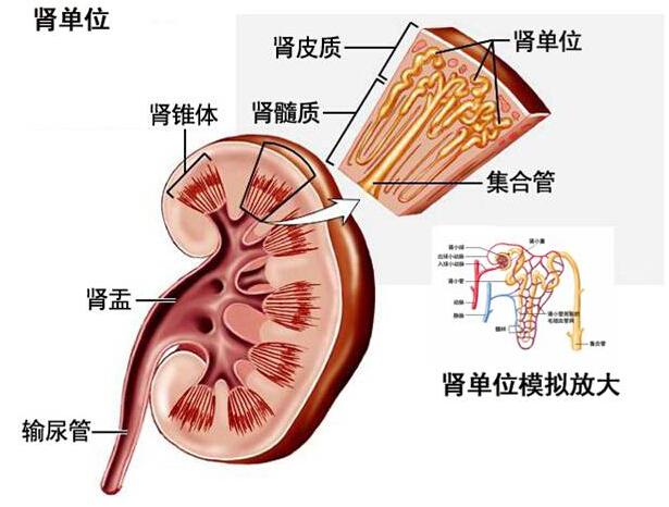 全部版本 历史版本                        腰子,即肾,是人或动物的