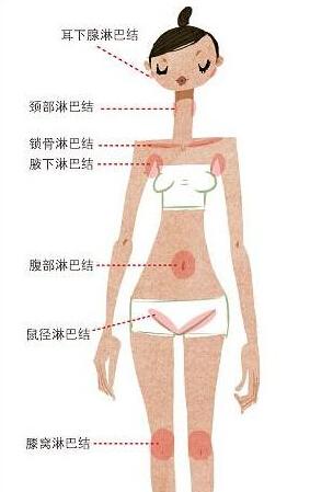 鼠蹊部是指腹部连接腿部的地方,位于大腿内侧生殖器两旁,是人体的第三