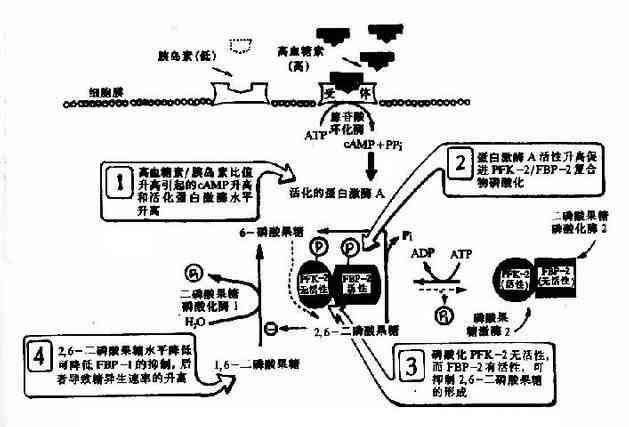 但是糖酵解中有三步反应,是不可逆反应.