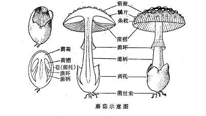 菌托