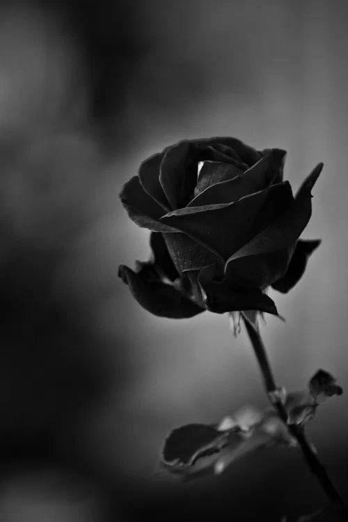 黑蔷薇