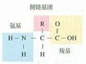 氨基酸結構通式