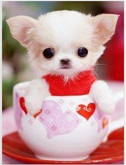 茶杯狗