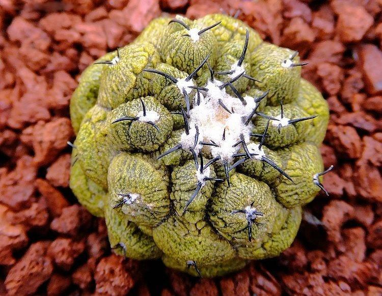 龙爪球属(copiapoa),石竹目,仙人掌科植物,产智利北部沙漠.