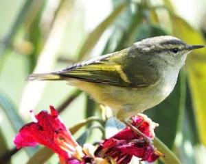 (3)黄腰柳(拉丁学名:phylloscopus proregulus)是雀形目鹟科的鸟类,被