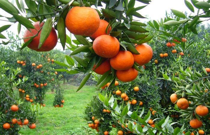 瑞昌GDP_鄯善县瑞昌小区平面图(3)