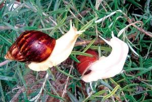 蜗牛吃啥叶子 300