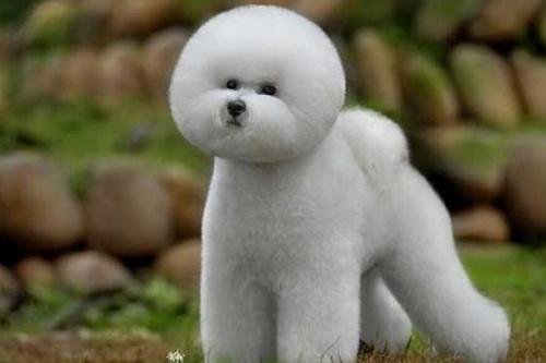 比熊犬